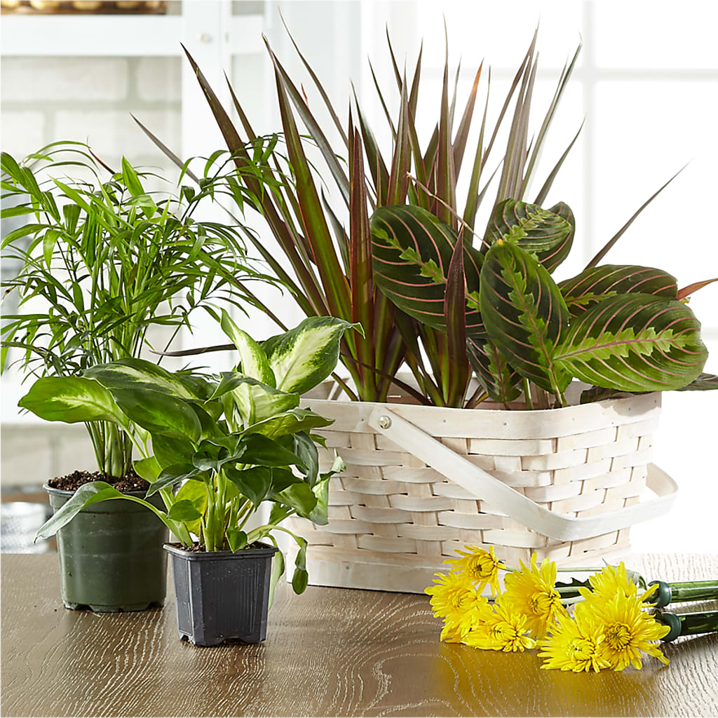 Florist Designed Blooming and Green Plants in a Basket – Guilles Flower Shop And Catering, San Jose CA