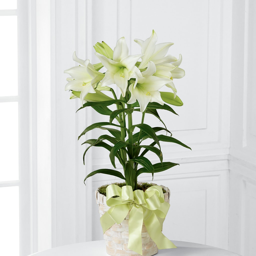 Easter Lily Plant – Guilles Flower Shop And Catering, San Jose CA