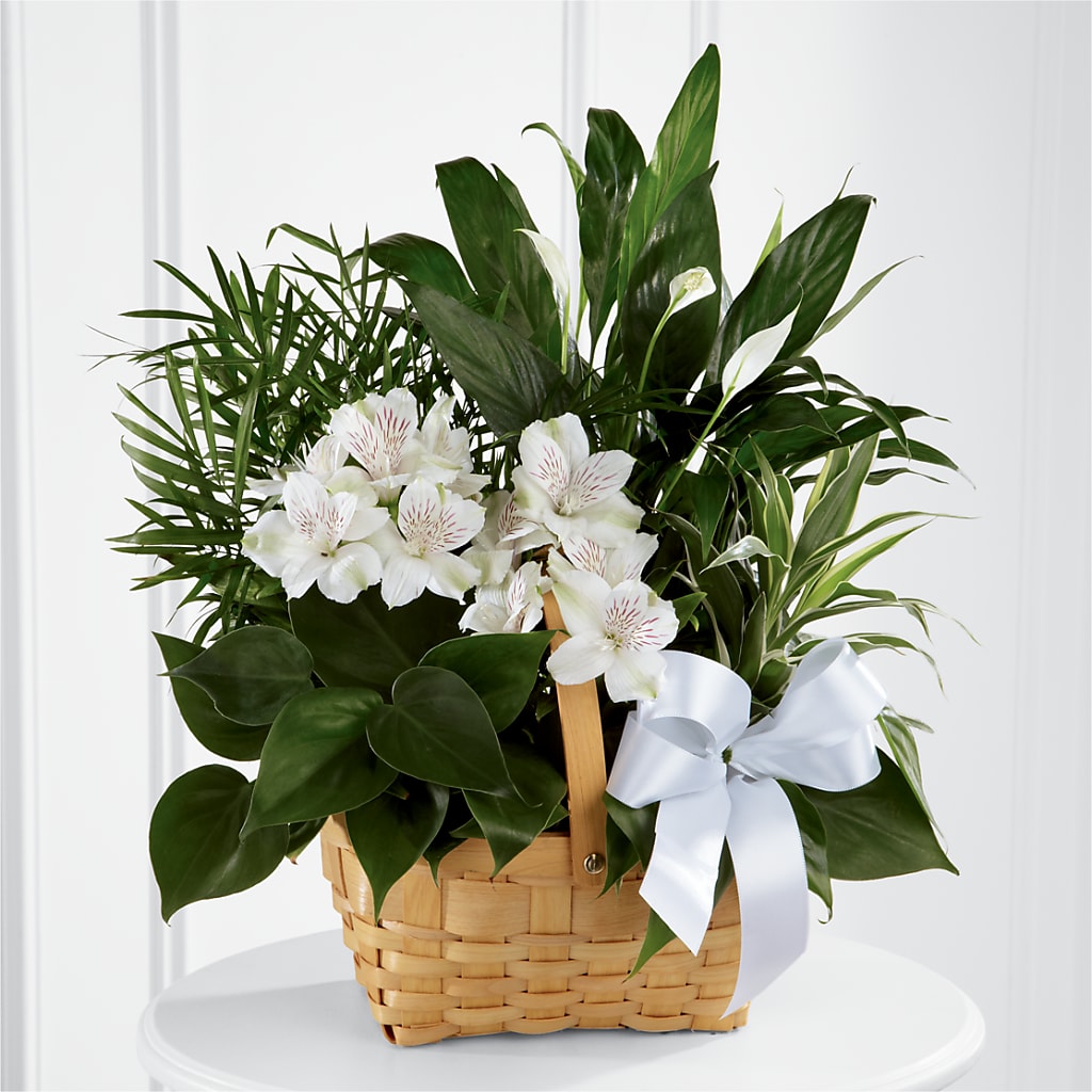 Peace & Serenity Dishgarden – Guilles Flower Shop And Catering, San Jose CA