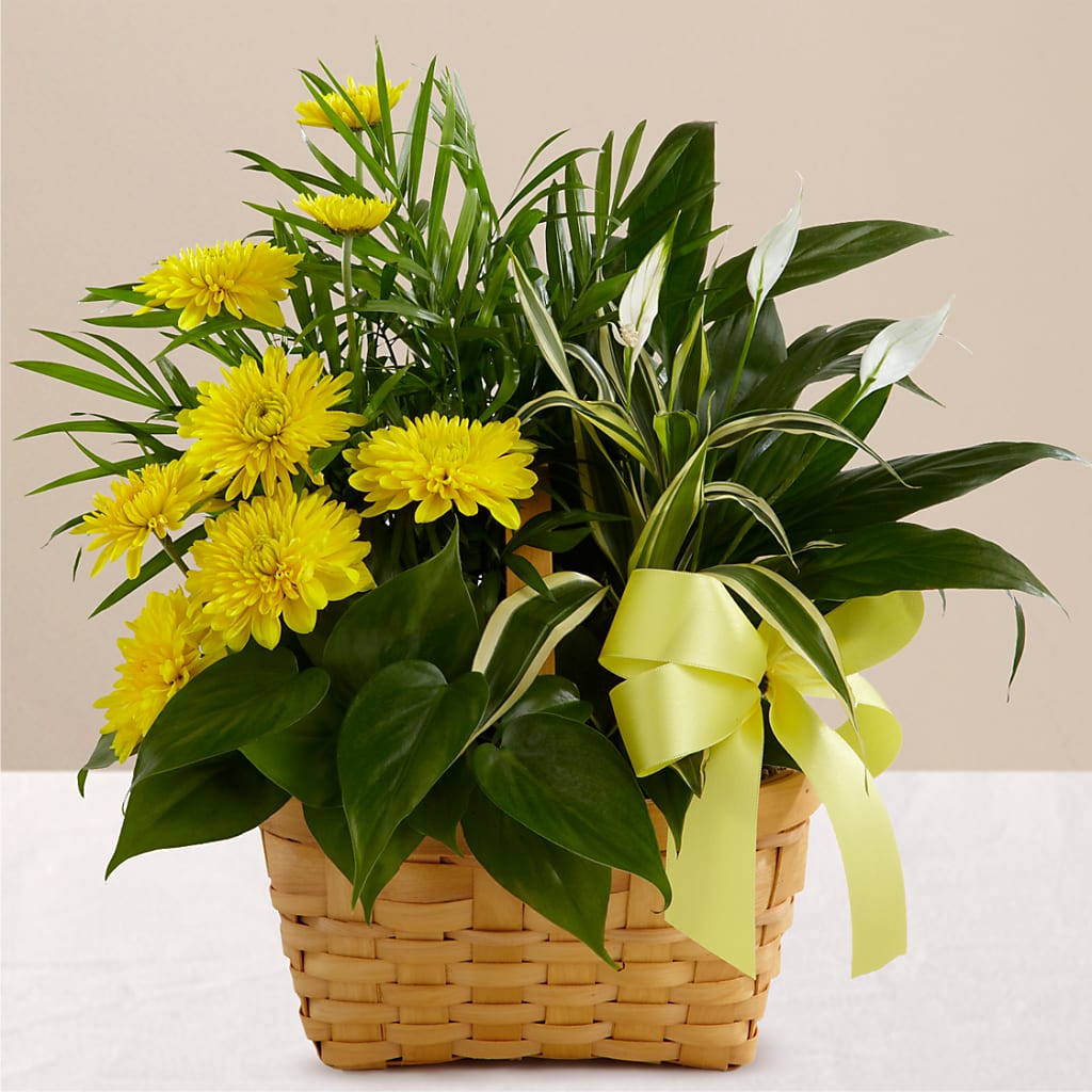 Loving Light Dishgarden – Guilles Flower Shop And Catering, San Jose CA
