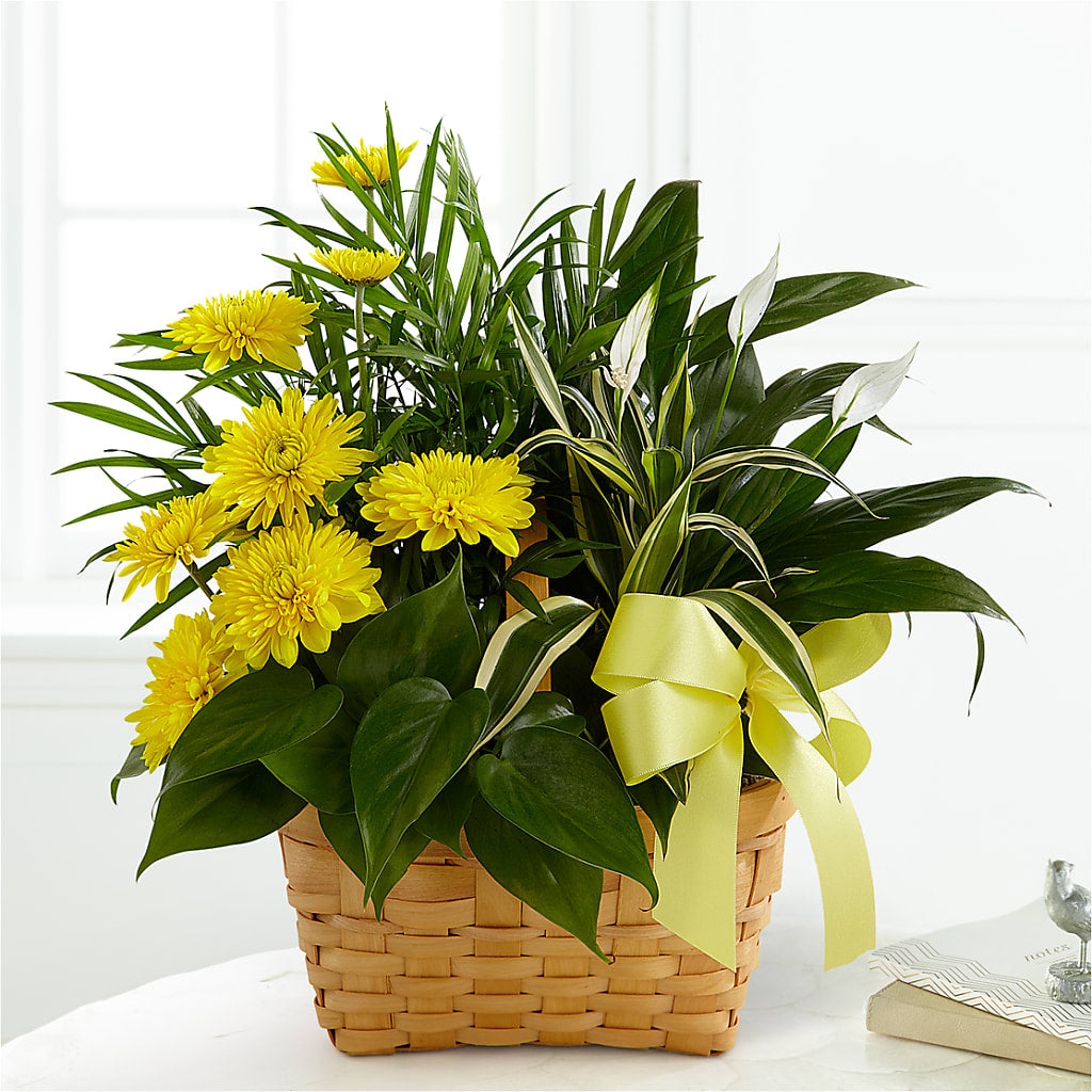 Loving Light Dishgarden – Guilles Flower Shop And Catering, San Jose CA