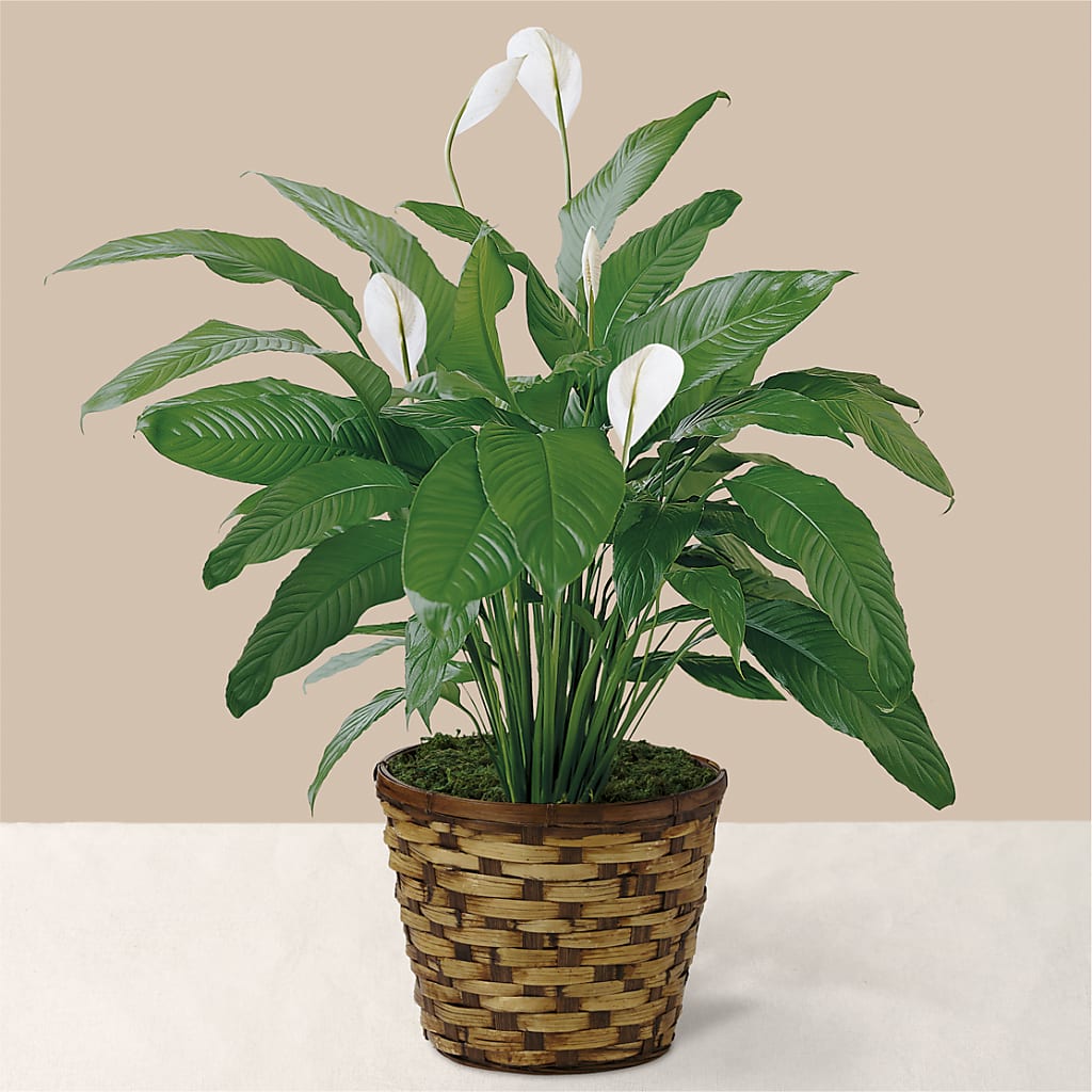 Tranquil Moments Peace Lily Plant – Guilles Flower Shop And Catering, San Jose CA