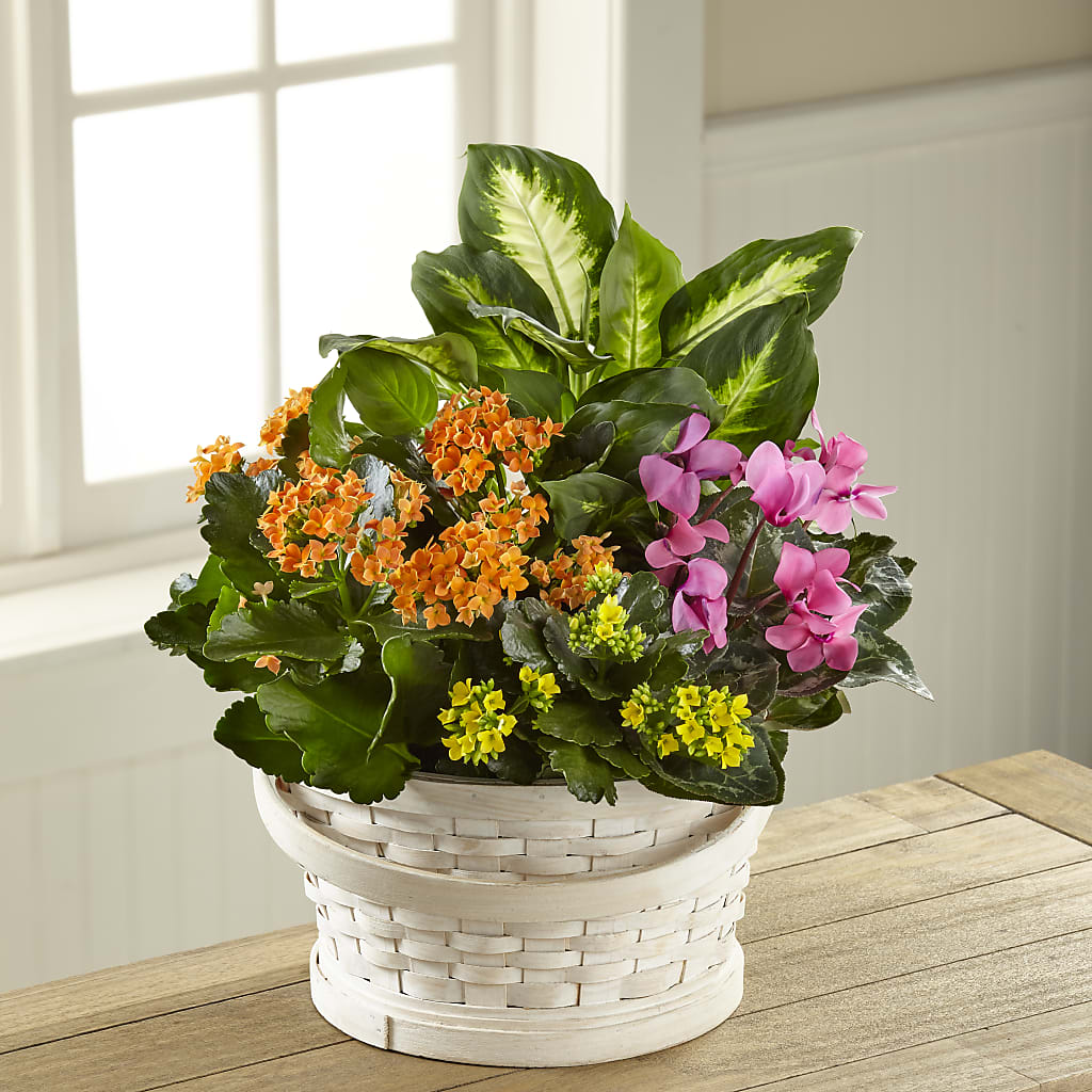 Color Crush Dishgarden – Guilles Flower Shop And Catering, San Jose CA