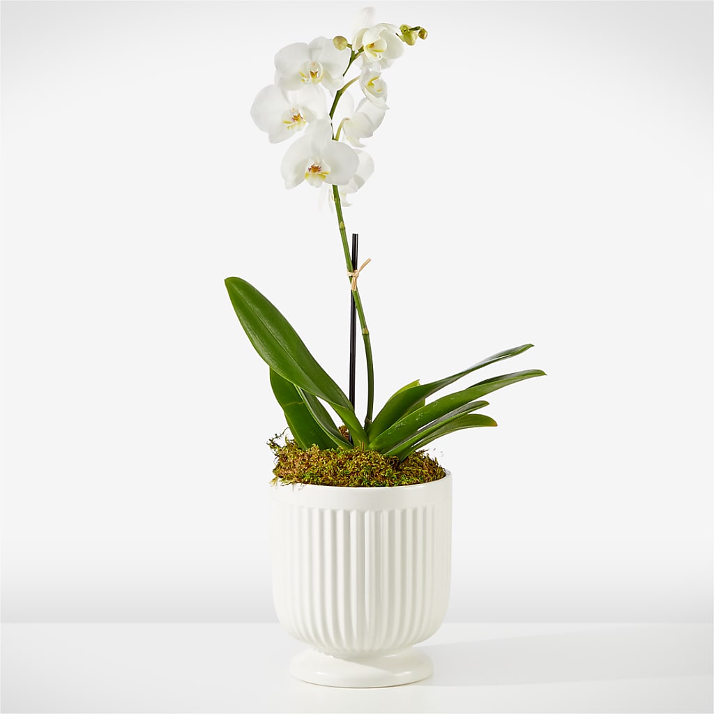 Whispering White Orchid – Guilles Flower Shop And Catering, San Jose CA