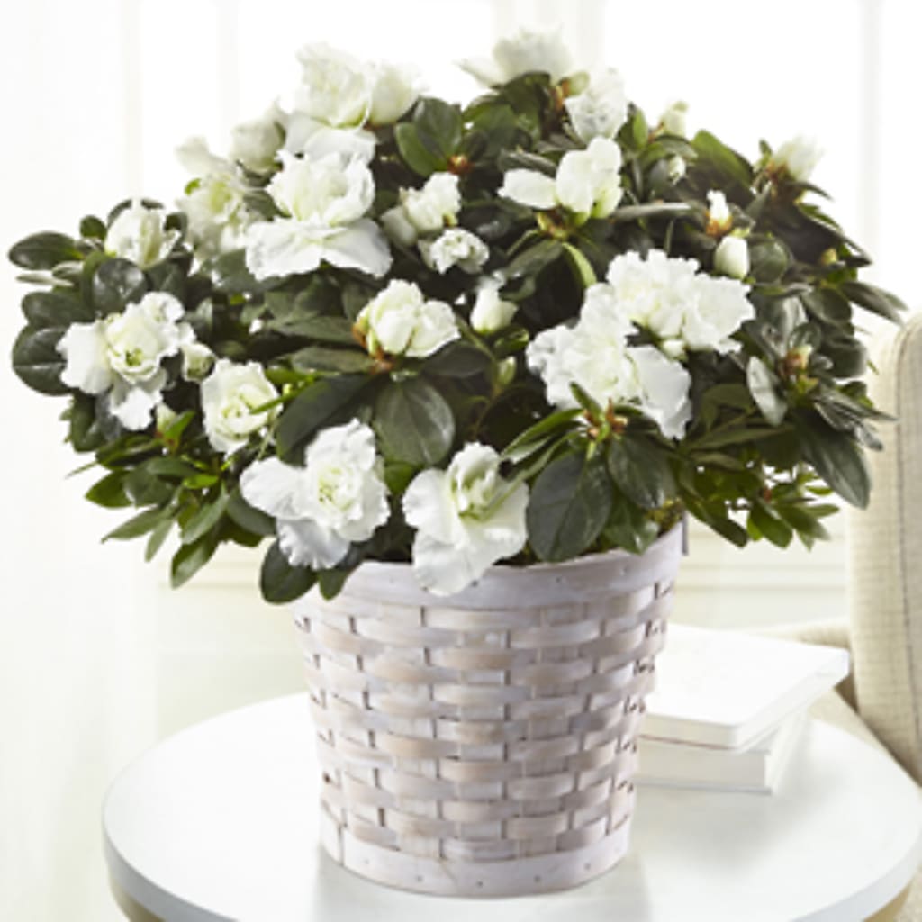 White Azalea Plant – Guilles Flower Shop And Catering, San Jose CA
