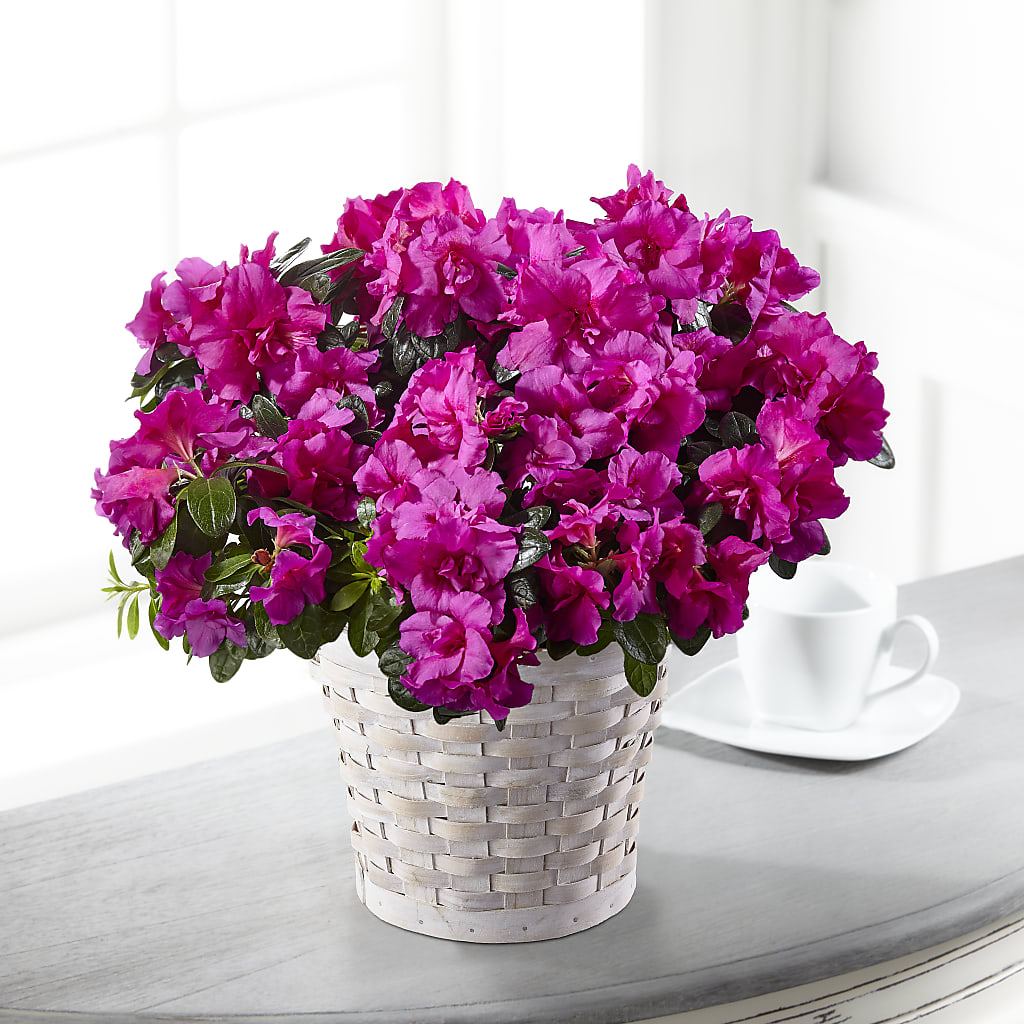Hope & Serenity Azalea Plant – Guilles Flower Shop And Catering, San Jose CA