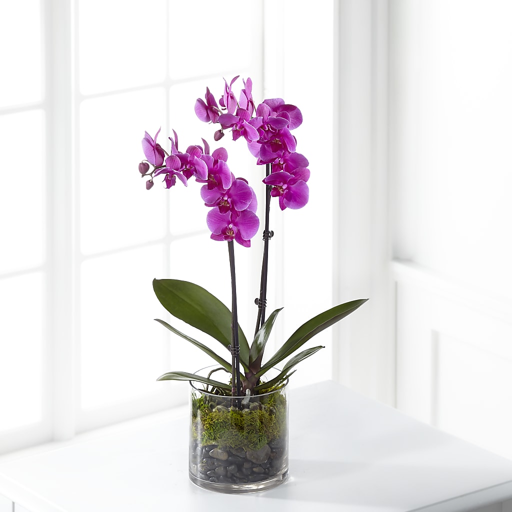 Pink Orchid Plant – Guilles Flower Shop And Catering, San Jose CA