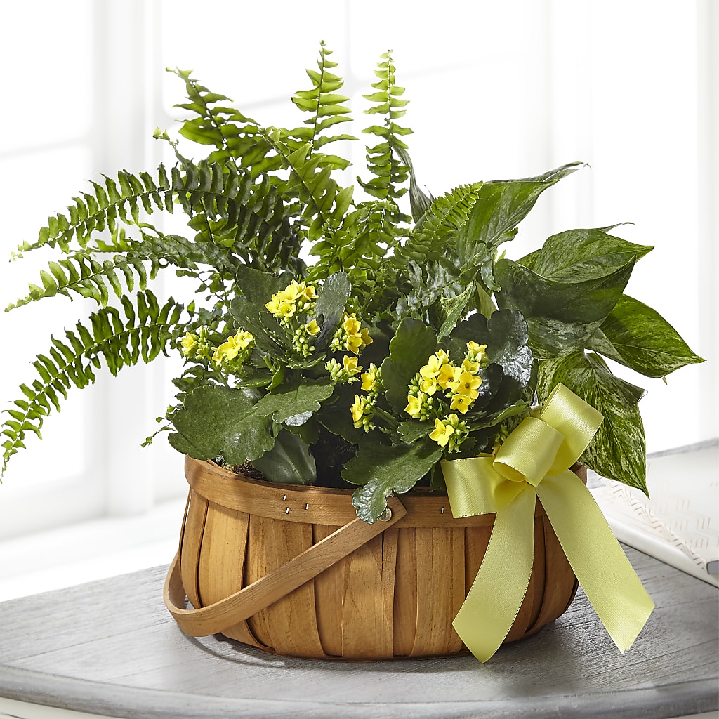 Always Dear Dishgarden – Guilles Flower Shop And Catering, San Jose CA