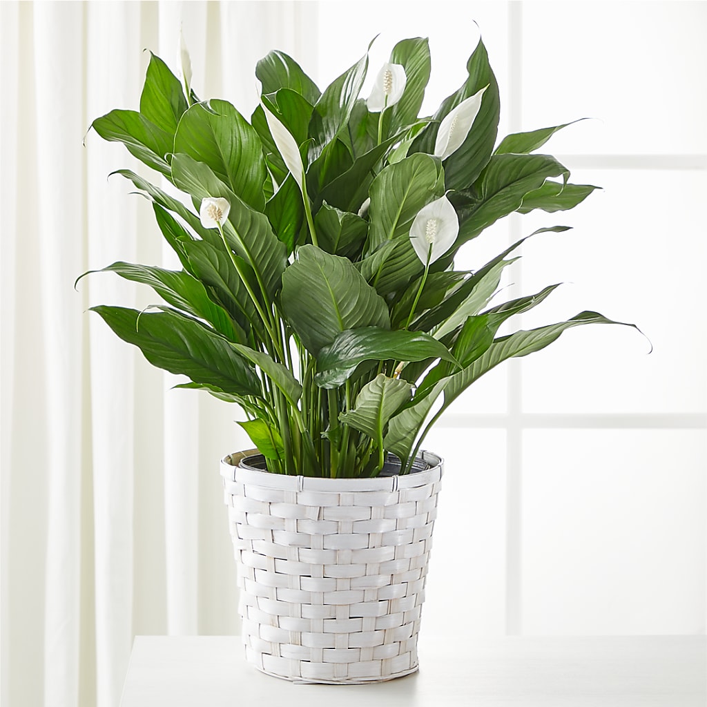 A New Leaf Peace Lily – Guilles Flower Shop And Catering, San Jose CA