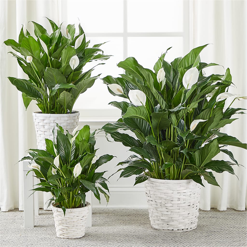 A New Leaf Peace Lily – Guilles Flower Shop And Catering, San Jose CA