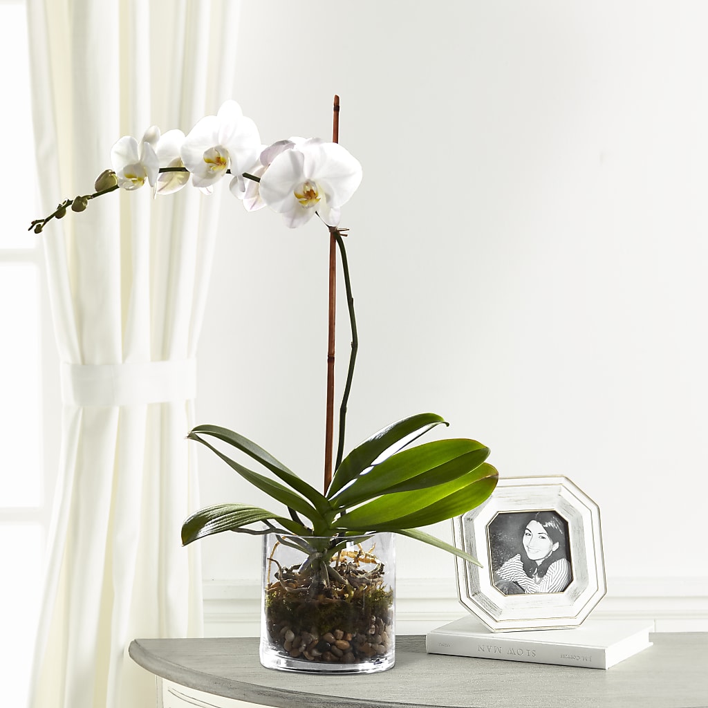 White Orchid Planter – Guilles Flower Shop And Catering, San Jose CA