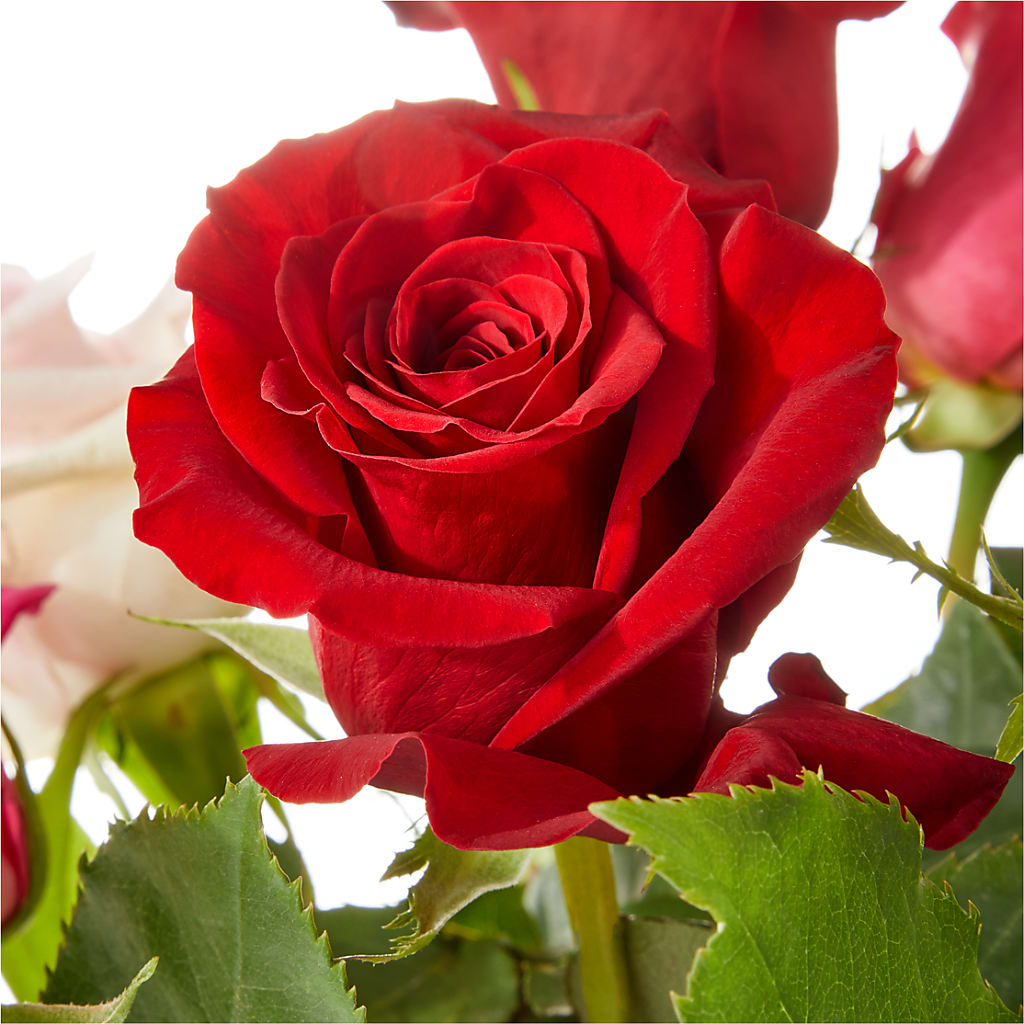 Love Notes Rose Bouquet – Guilles Flower Shop And Catering, San Jose CA