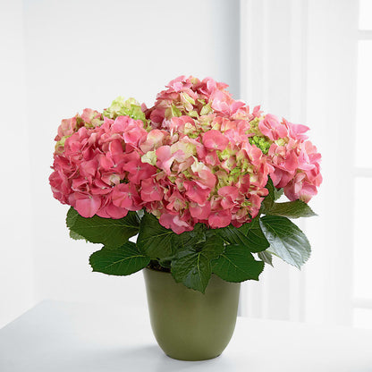 Pink Hydrangea Planter –  Guilles Flower Shop And Catering, San Jose CA