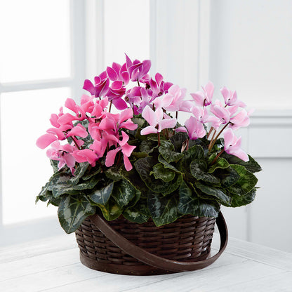 Mixed Cyclamen Planter –  Guilles Flower Shop And Catering, San Jose CA
