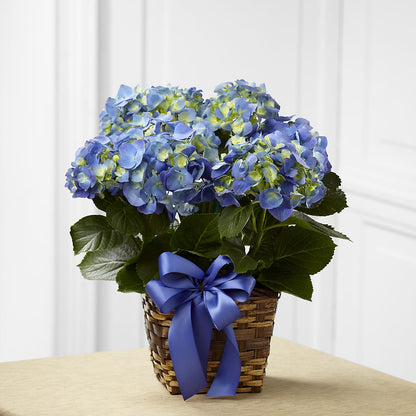 Blue Hydrangea Planter –  Guilles Flower Shop And Catering, San Jose CA