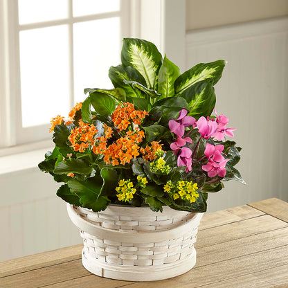 Color Crush Dishgarden –  Guilles Flower Shop And Catering, San Jose CA