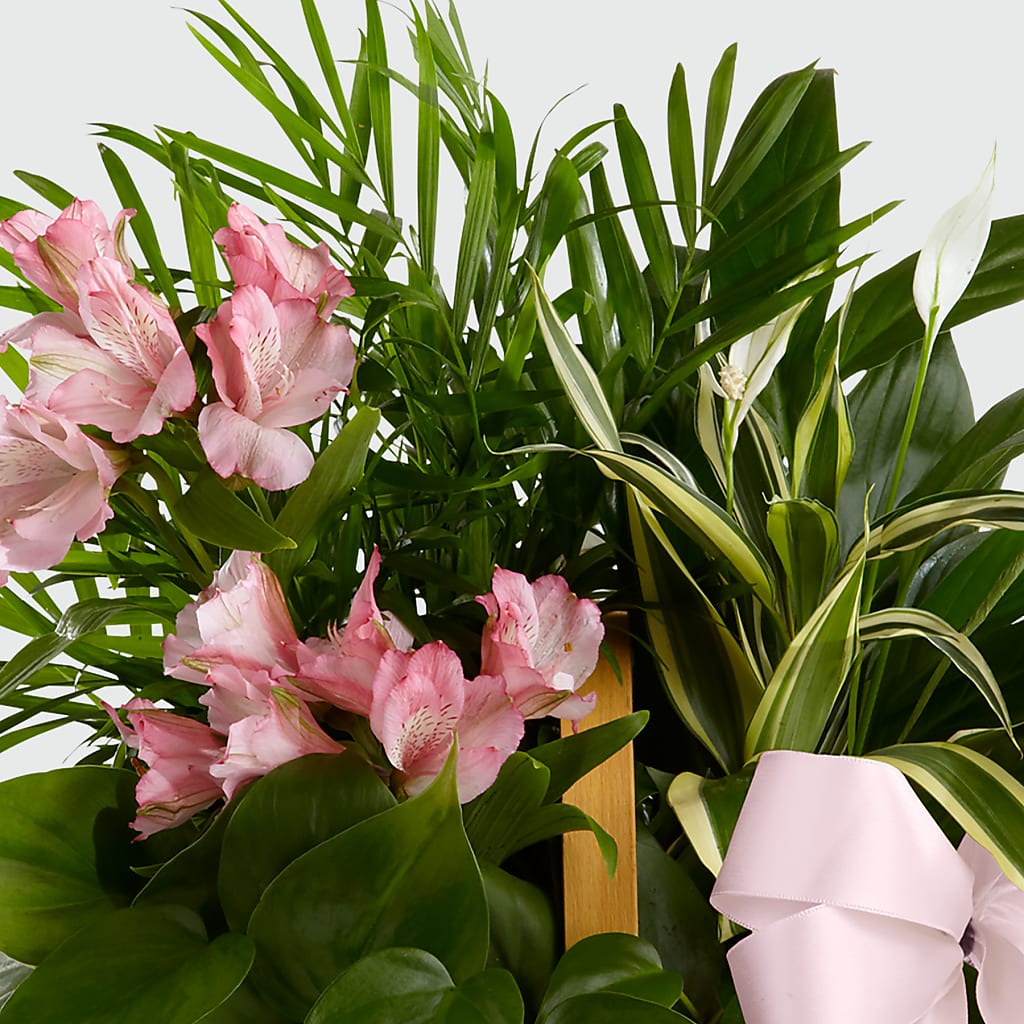 Living Spirit Dishgarden –  Guilles Flower Shop And Catering, San Jose CA