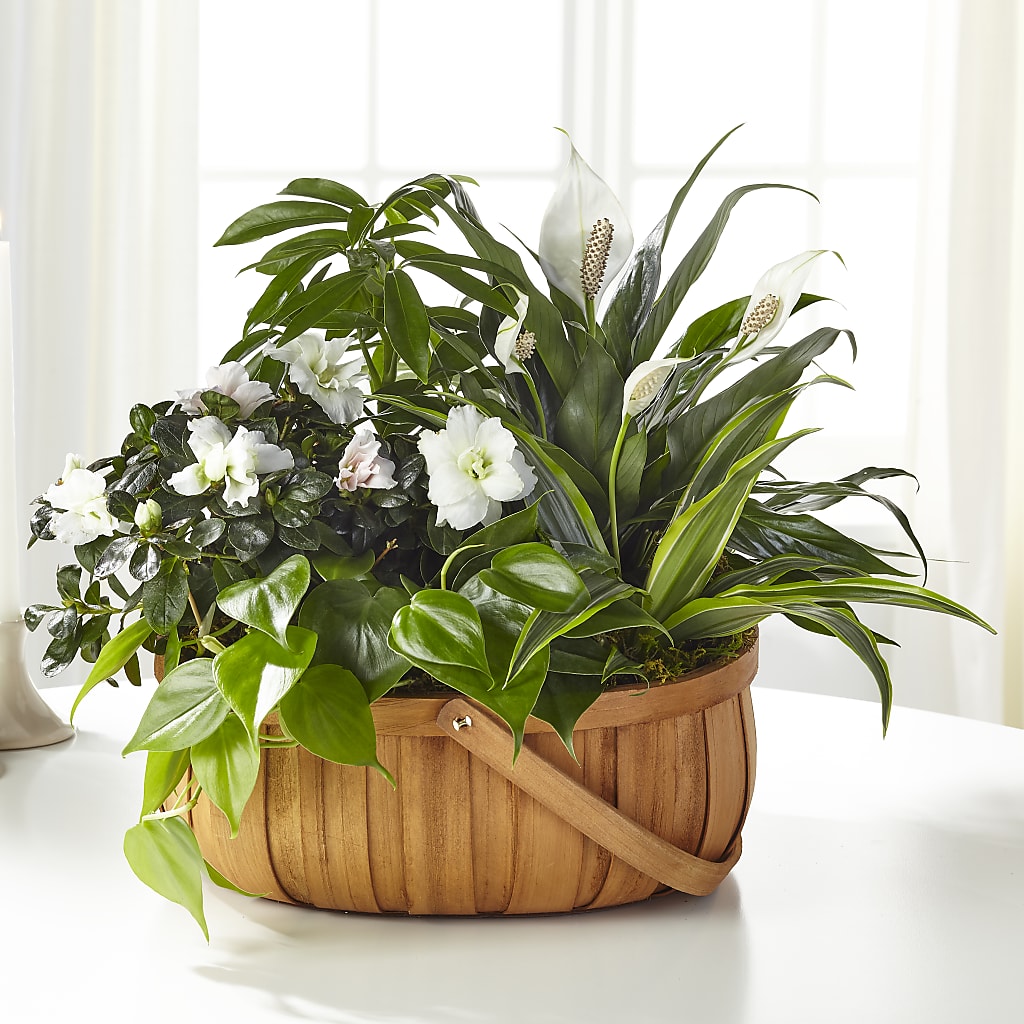 Serene Dishgarden –  Guilles Flower Shop And Catering, San Jose CA