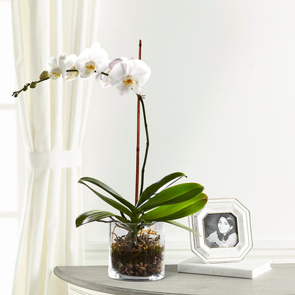 White Orchid Planter –  Guilles Flower Shop And Catering, San Jose CA